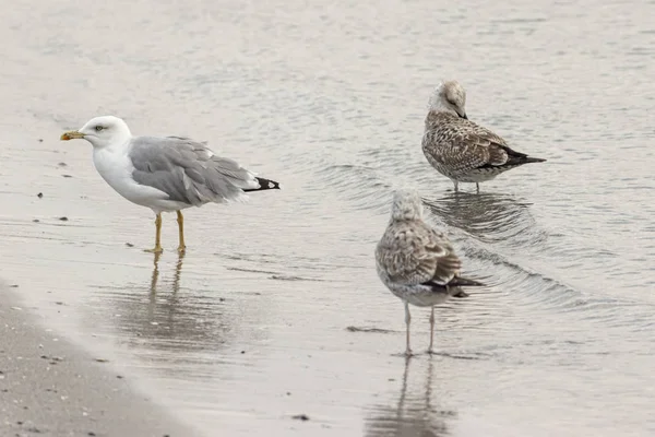 Mouettes marchent le long du littoral — Photo