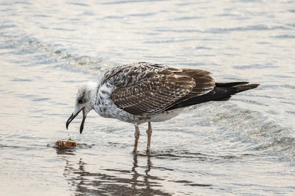 denizde martı şarap bir mantar bulundu
