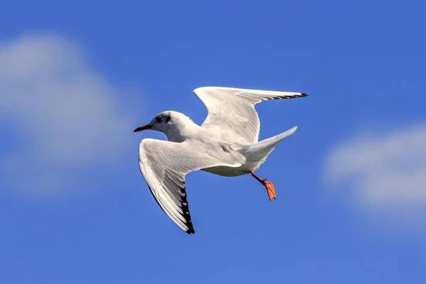 A gaivota voa contra o céu com nuvens — Fotografia de Stock
