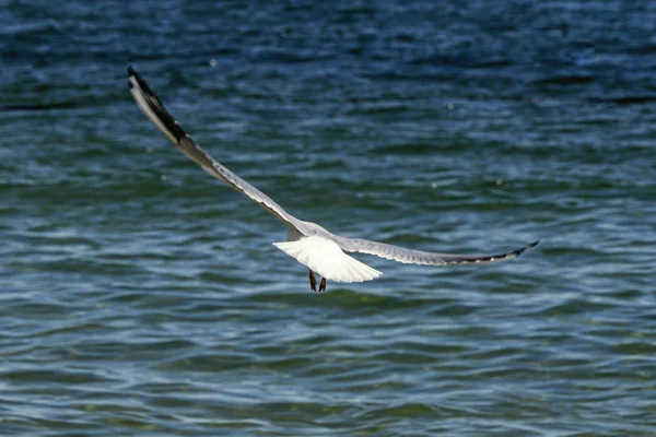 Seagull is flying over the sea — Stock Photo, Image