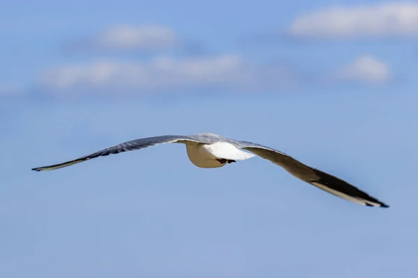 Seagull vliegt tegen de hemel met wolken — Stockfoto