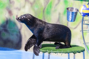 mühür dolphinarium gerçekleştirir