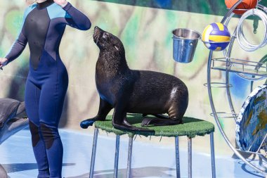 mühür dolphinarium gerçekleştirir