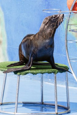 mühür dolphinarium gerçekleştirir