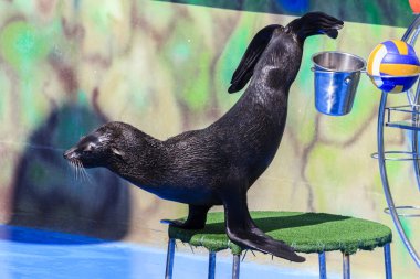 mühür dolphinarium gerçekleştirir