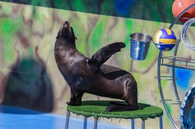 mühür dolphinarium gerçekleştirir