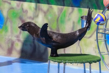 mühür dolphinarium gerçekleştirir