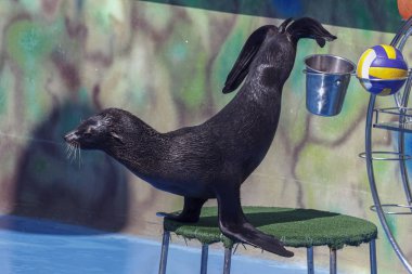 mühür dolphinarium gerçekleştirir
