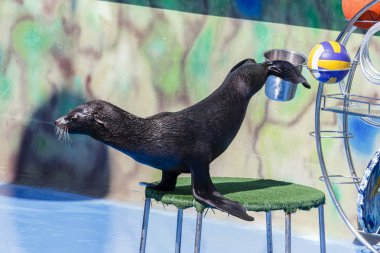 mühür dolphinarium gerçekleştirir