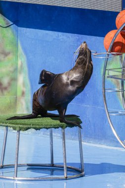 mühür dolphinarium gerçekleştirir