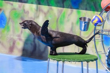 mühür dolphinarium gerçekleştirir
