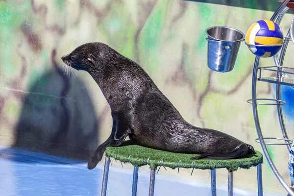mühür dolphinarium gerçekleştirir