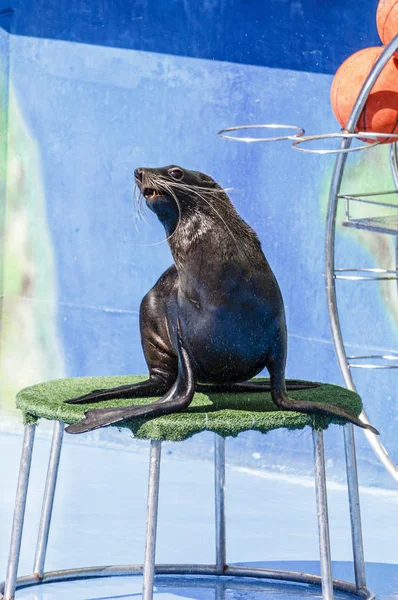 mühür dolphinarium gerçekleştirir