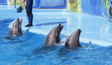 dolphinarium yunus performansı