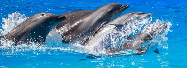 Dolphins jump out of the water