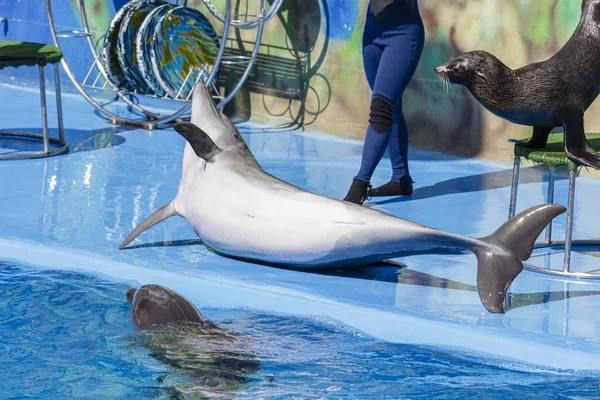 fok ve yunuslar dolphinarium gerçekleştirmek