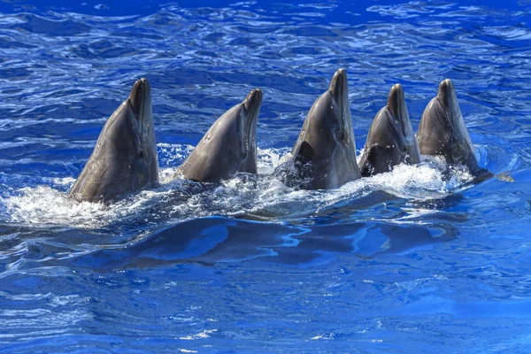 Delfines entrenados en delfinarios. espectáculo con delfines . — Foto de Stock