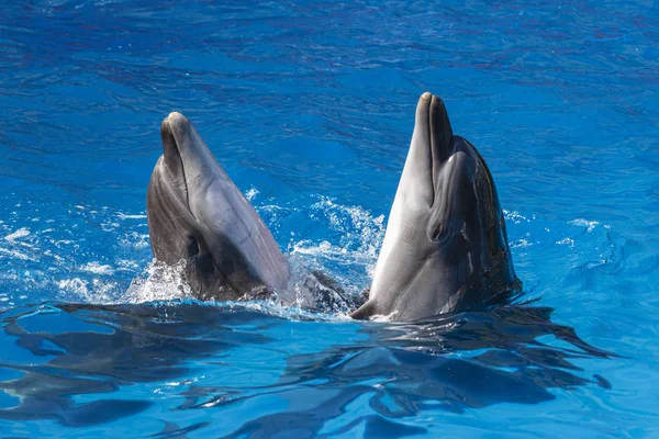 dolphin performance in dolphinarium