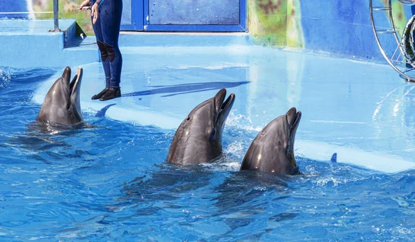 dolphin performance in dolphinarium