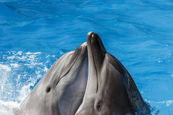 Golfinhos treinados em golfinhos. show com golfinhos . — Fotografia de Stock