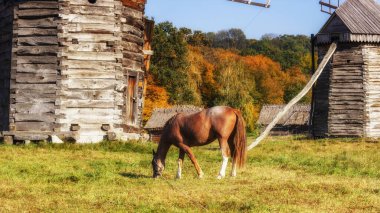 Değirmenin yakınındaki bir çayırda bir at otluyor. Sonbahar kırsal arazisi