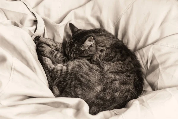 Szürke macska alszik göndör fel egy fehér párna — Stock Fotó