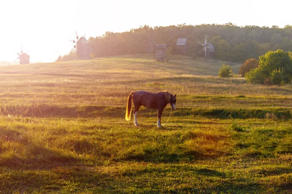 Un cheval broute dans une prairie dans les rayons du soleil couchant. Autum — Photo