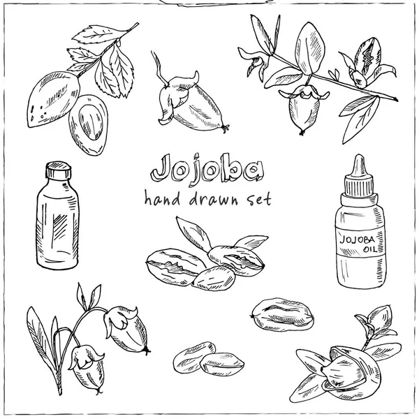 Sketsa elemen jojoba. Set corat-coret tangan. Vektor ilustrasi. Elemen terisolasi. Koleksi simbol . - Stok Vektor