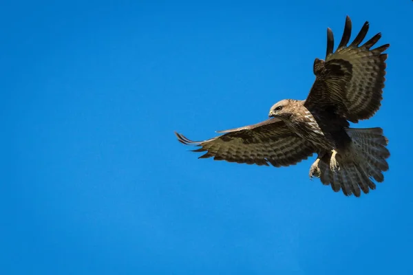 Pássaro Hitsny Contra Fundo Céu Azul Águia Buzzard — Fotografia de Stock