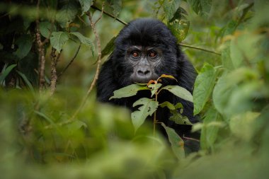 Doğa ortamlarında vahşi dağ goril. Çok nadir ve tehdit altındaki hayvan kapatın. Afrika yaban hayatı. Büyük ve karizmatik canlıdır. Dağ gorilleri. Goril beringei beringei.