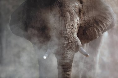 Toz ile şaşırtıcı Afrika fili. Kamera önünde büyük fil erkek. Tehlikeli hayvan ile yaban hayatı sahne. Doğa ortamlarında büyük tusker. Loxodonta africana