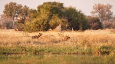 Vahşi köpekler av, avcı ile çaresiz impalas. Yaban hayatı sahne Afrika, Khwai Nehri, Okavango Deltası. Doğa ortamlarında paketi gurur Impala vahşi köpek saldırgan saldırı hayvan davranış