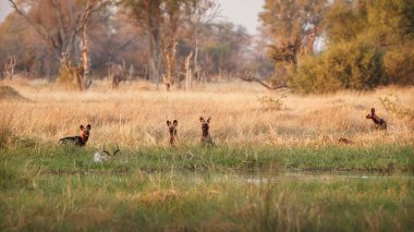 Vahşi köpekler av, avcı ile çaresiz impalas. Yaban hayatı sahne Afrika, Khwai Nehri, Okavango Deltası. Doğa ortamlarında paketi gurur Impala vahşi köpek saldırgan saldırı hayvan davranış