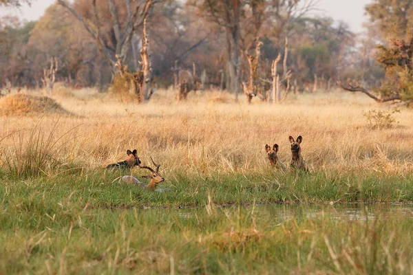 Chiens Sauvages Chassant Impalas Désespérés Avec Prédateur Scène Animalière Afrique — Photo