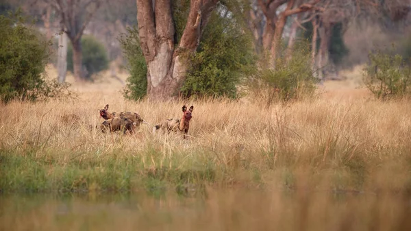 Дикие Псы Охотятся Отчаянные Самцы Хищниками Дикая Природа Африки Реки — стоковое фото