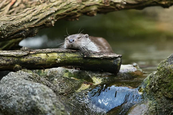 Très Jolie Loutre Rivière Dans Habitat Naturel Animaux Sauvages Captivité — Photo