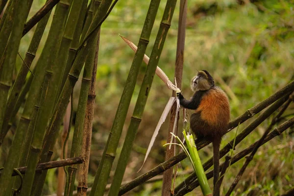 Mono Oro Salvaje Muy Raro Bosque Bambú Animal Único Peligro — Foto de Stock