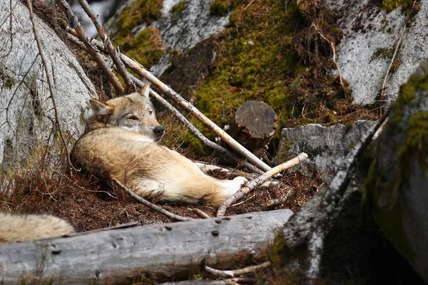 欧亚狼在自然栖息地在巴伐利亚森林 危险和珍稀的森林动物 欧洲森林 金丝雀狼疮 — 图库照片