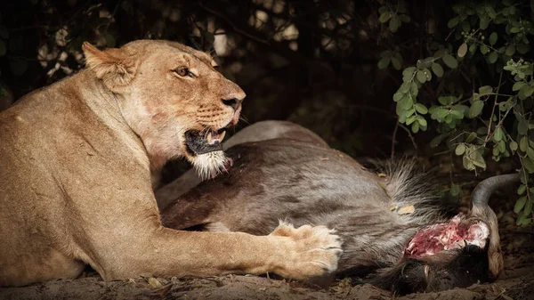 Grote Leeuwin Met Dode Wildbeast Wilde Dieren Natuur Habitat Afrikaanse — Stockfoto