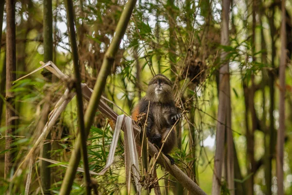 Wild Zeer Zeldzame Gouden Aap Het Bamboebos Unieke Bedreigde Dier — Stockfoto