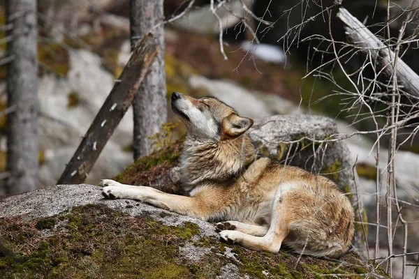 Loup Eurasien Dans Habitat Naturel Forêt Bavaroise Animaux Des Forêts — Photo