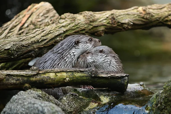 Very cute river otters in the nature habitat. Wild animals in captivity. Beautiful and endangered european mammals. River otters playing in the water. Lutra lutra