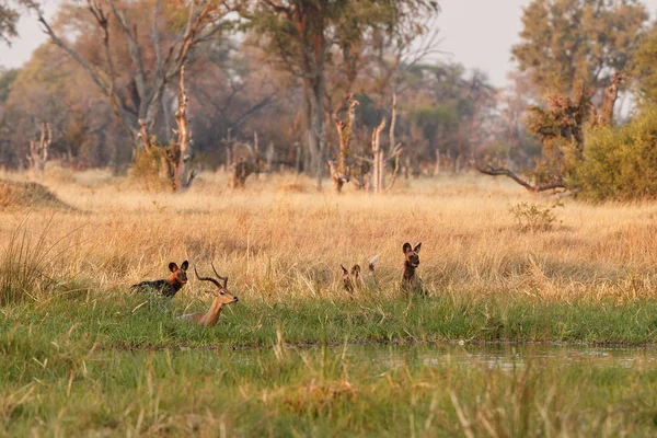 Wild Dogs Hunting Desperate Impalas Predator Wildlife Scene Africa Khwai — Stock Photo, Image