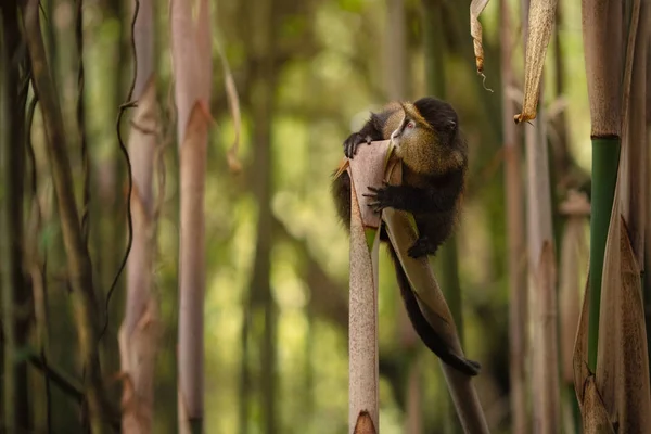 Дикая Редкая Золотая Обезьяна Бамбуковом Лесу Уникальное Исчезающее Животное Вблизи — стоковое фото
