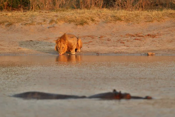 Groupe Lions Dans Une Belle Lumière Animaux Sauvages Dans Habitat — Photo