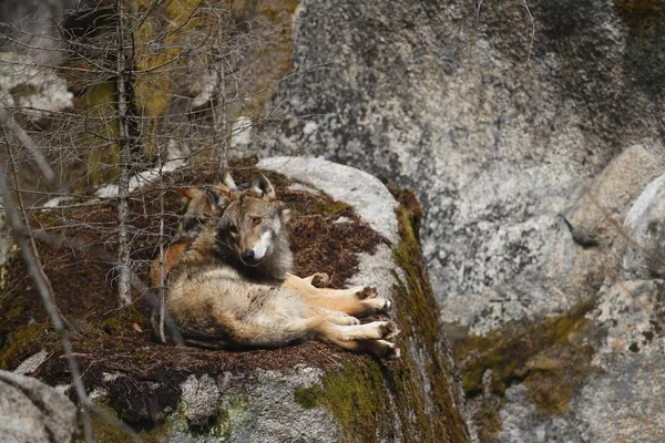 欧亚狼在自然栖息地在巴伐利亚森林 危险和珍稀的森林动物 欧洲森林 金丝雀狼疮 — 图库照片