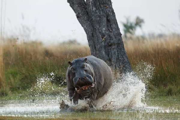 好斗的河马男攻击汽车 巨大的河马男性恐吓对手 野生动物在自然栖息地 非洲野生动物 这里是非洲 两栖异 Ippamus — 图库照片