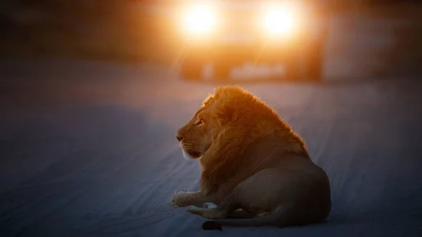 Big lion male portrait in the warm light. Wild animal in the nature habitat. African wildlife. This is Africa. Lions leader. Lion King. Panthera leo.