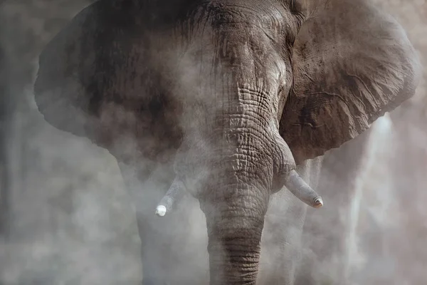 惊人的非洲大象与灰尘 巨大的大象雄象在镜头前 野生动物现场与危险的动物 在自然栖息地的伟大的长牙 非洲洛克索东塔 — 图库照片