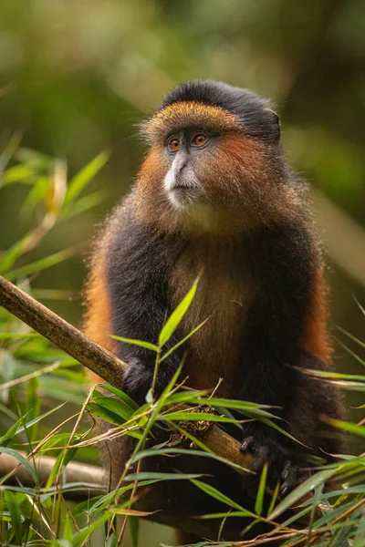 Wild and very rare golden monkey in the bamboo forest. Unique and endangered animal close up in nature habitat. African wildlife. Beautiful and charismatic creature. Golden monkey.